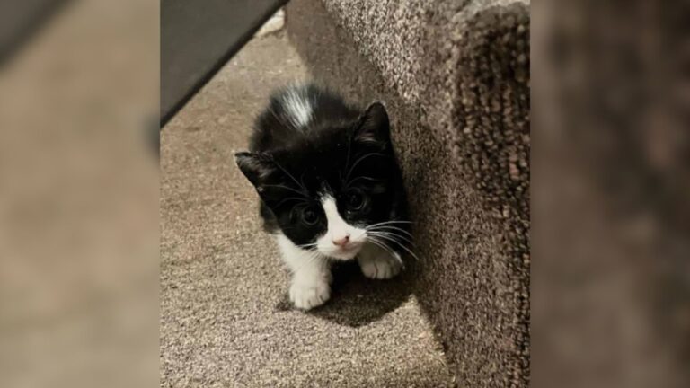 Florida Woman Is Shocked To Find A Tiny Tuxedo Kitten In Front Of Her Doorstep