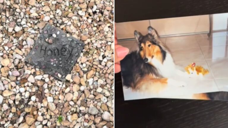 dogs grave