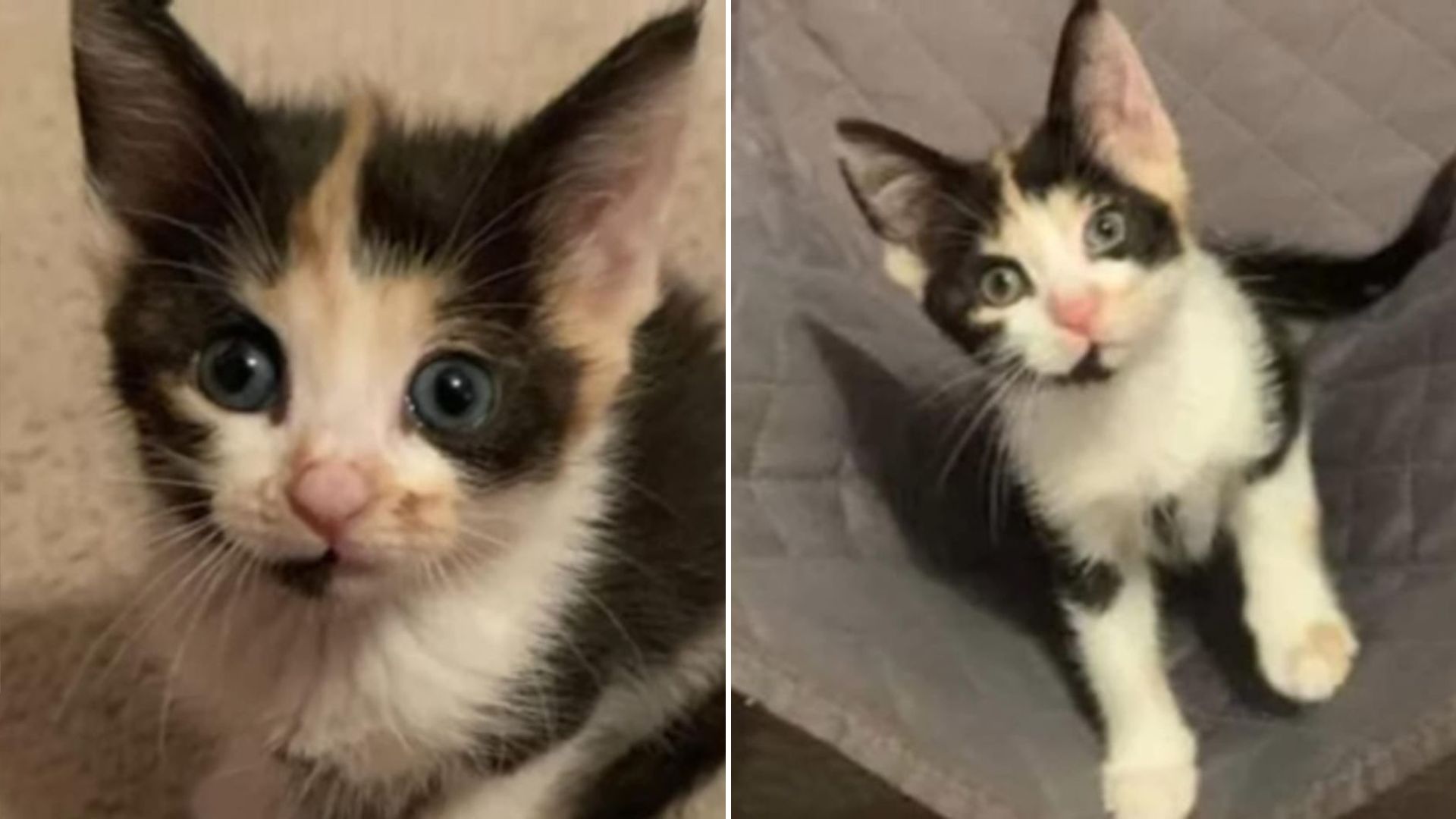 Florida Woman Travels 1,090 Miles Just To Adopt A Tiny Kitten She Couldn’t Get Out Of Her Head