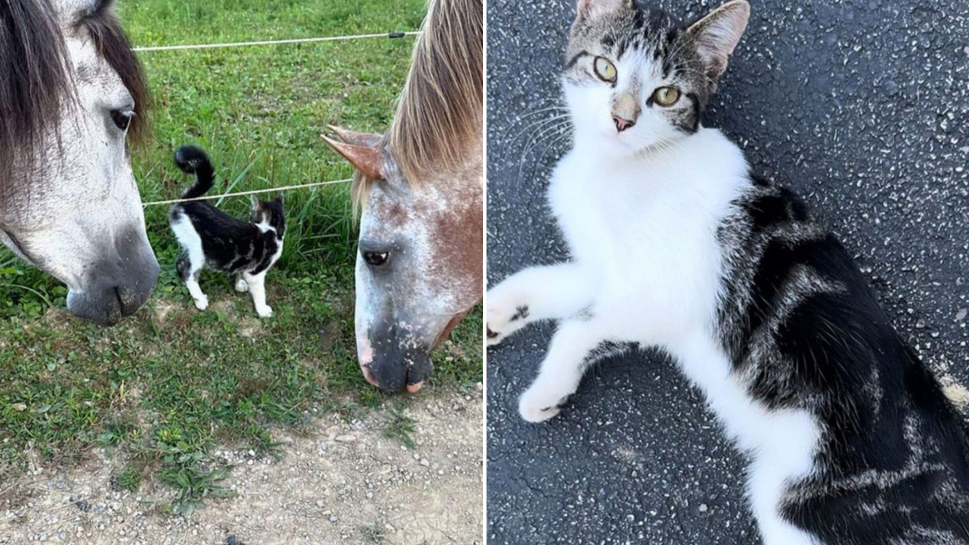 formerly wild mustangs adopt stray kitten