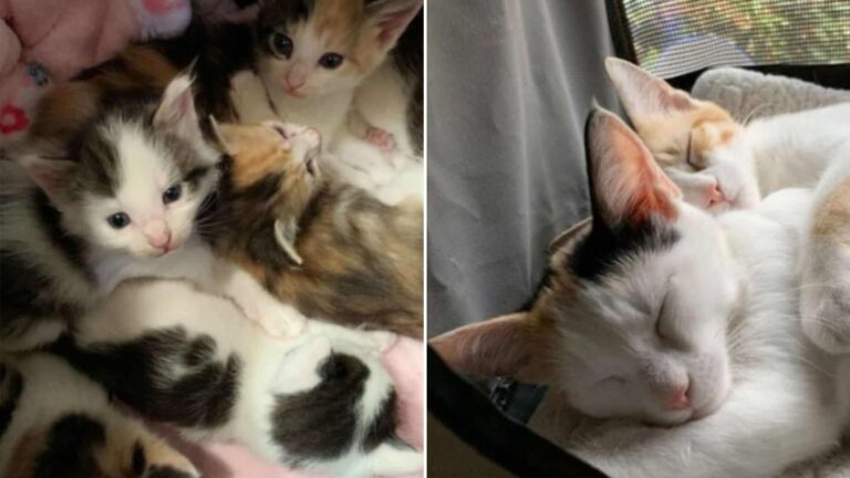 kittens from parking lot