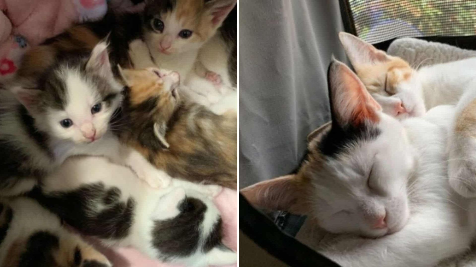 kittens from parking lot