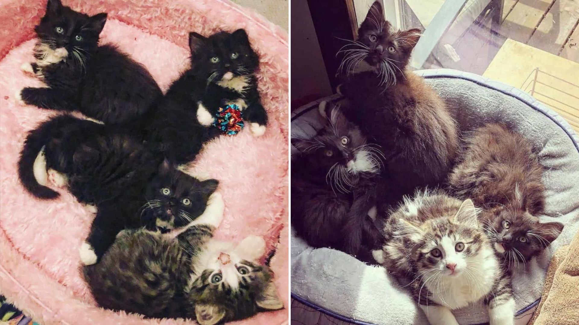 kittens lying on a pile