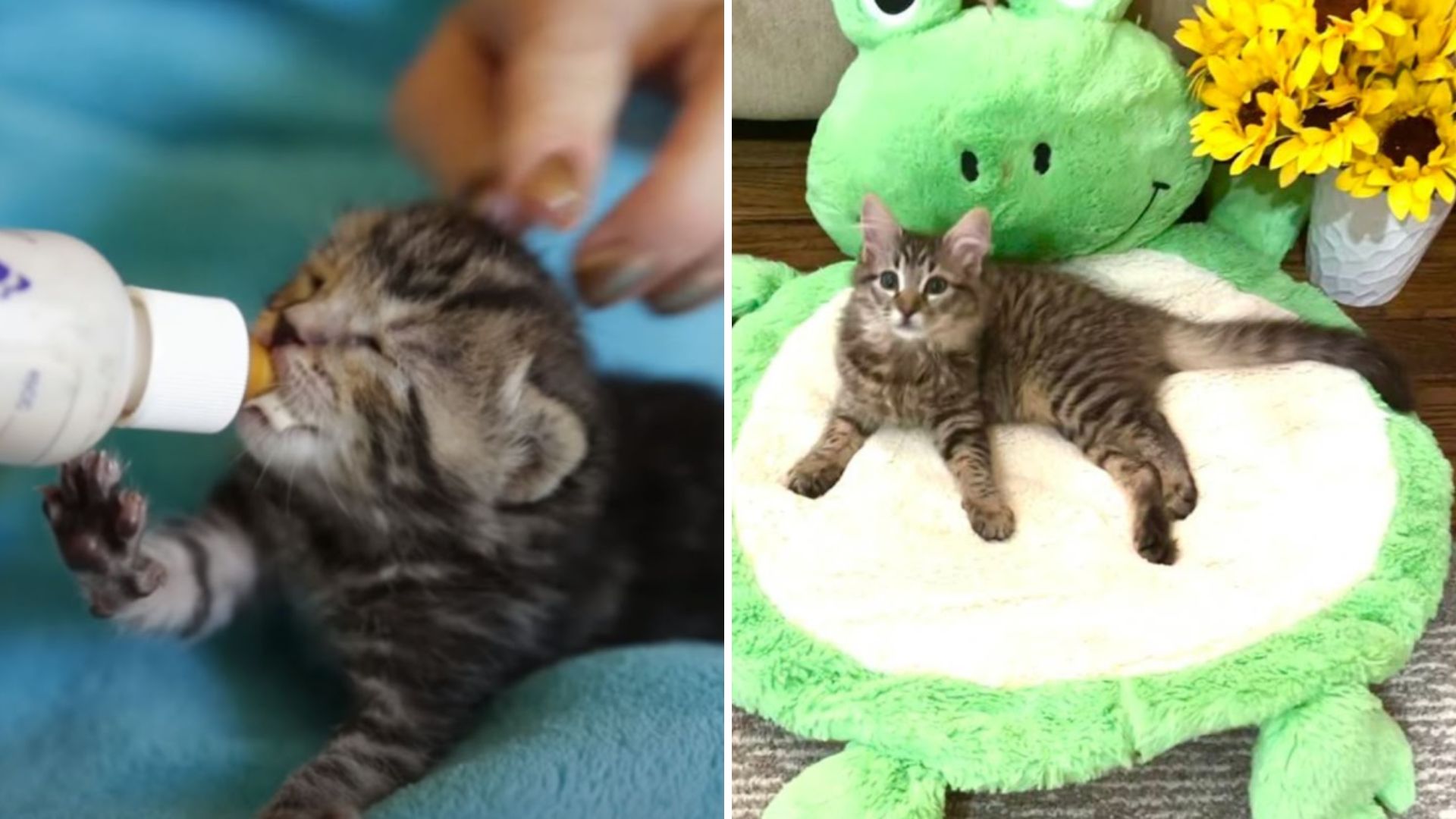 Fragile Kitten Seconds From Euthanasia In Los Angeles Saved By Compassionate Rescuer