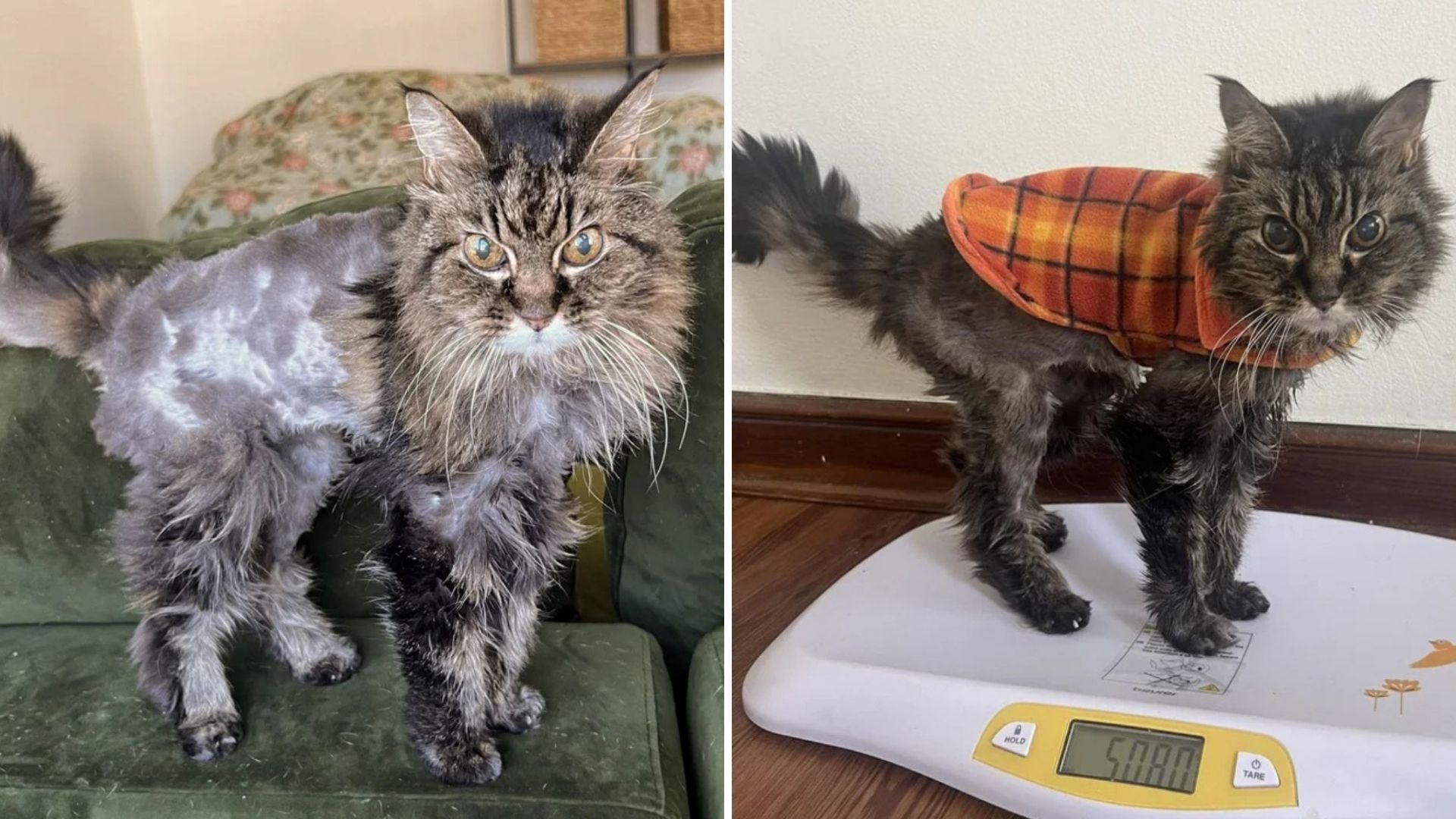 senior cat