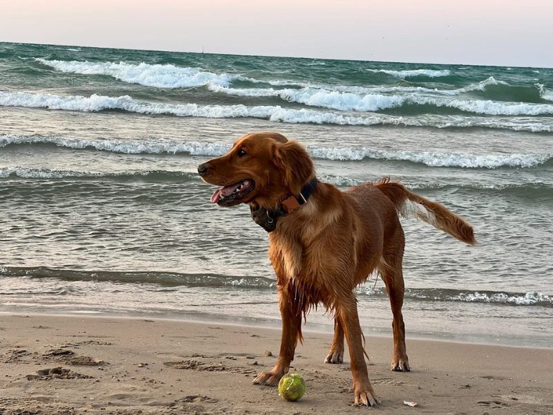 Golden Retriever