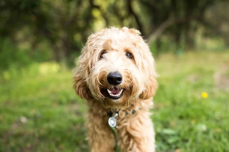 Labradoodles