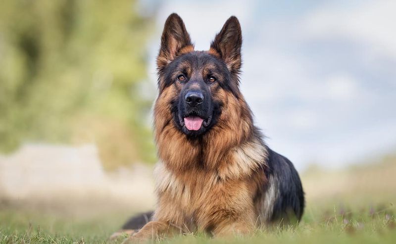 German Shepherds