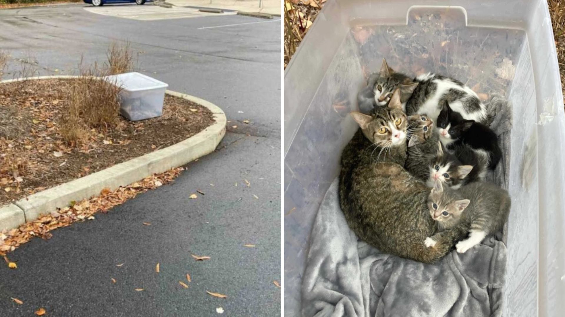 Friends Find A Mysterious Box In North Carolina Park And Witness A Tiny Miracle Inside