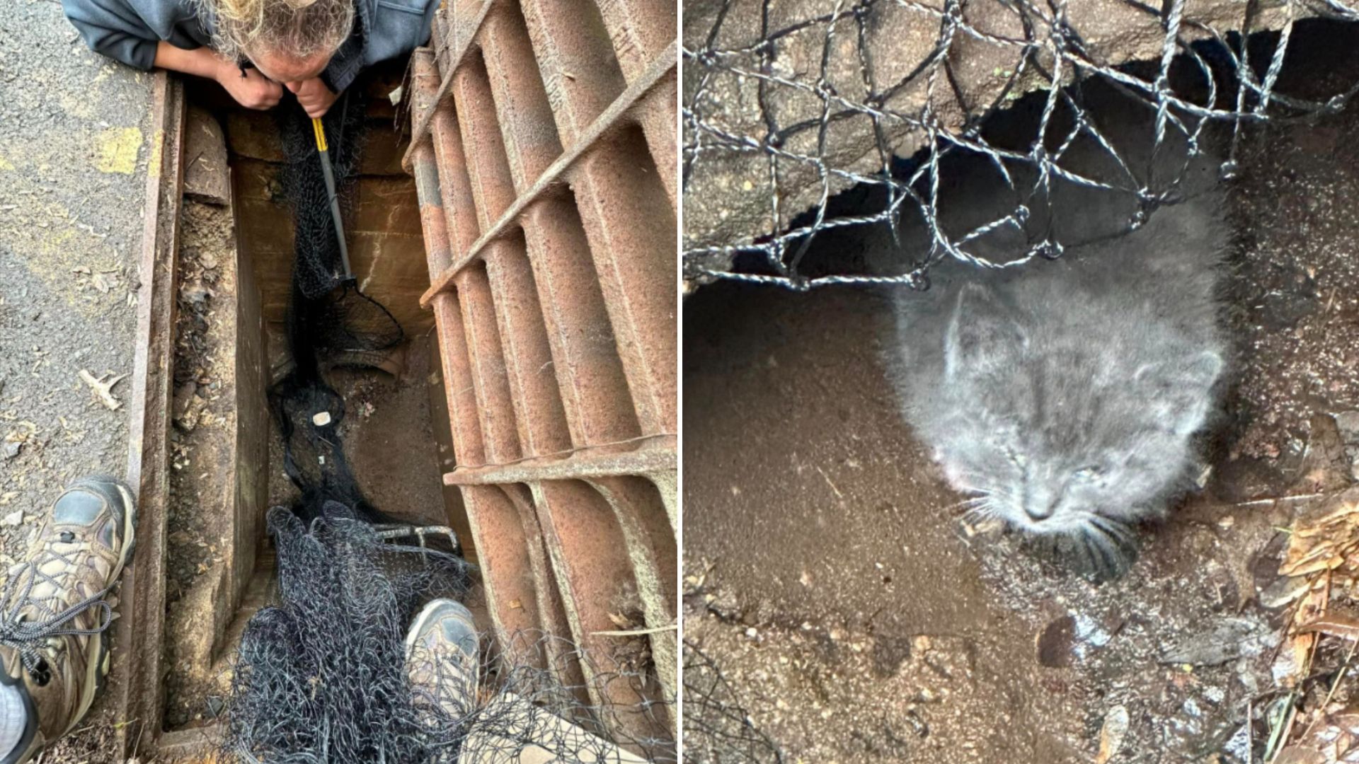 kitten stuck in storm drain