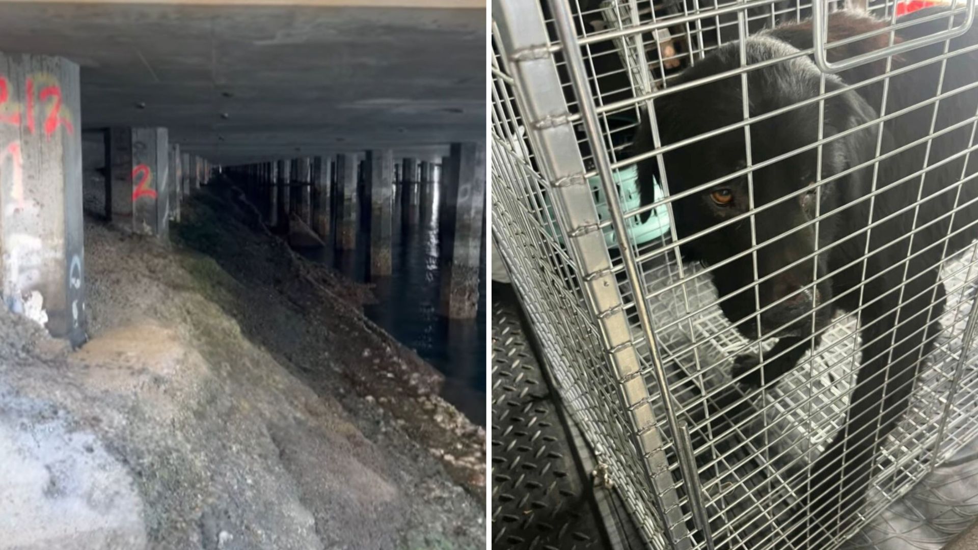 puppy hides under bridge at recycling center
