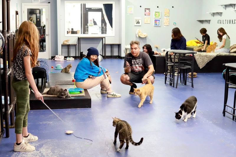 Tail Town Cat Café – Pasadena