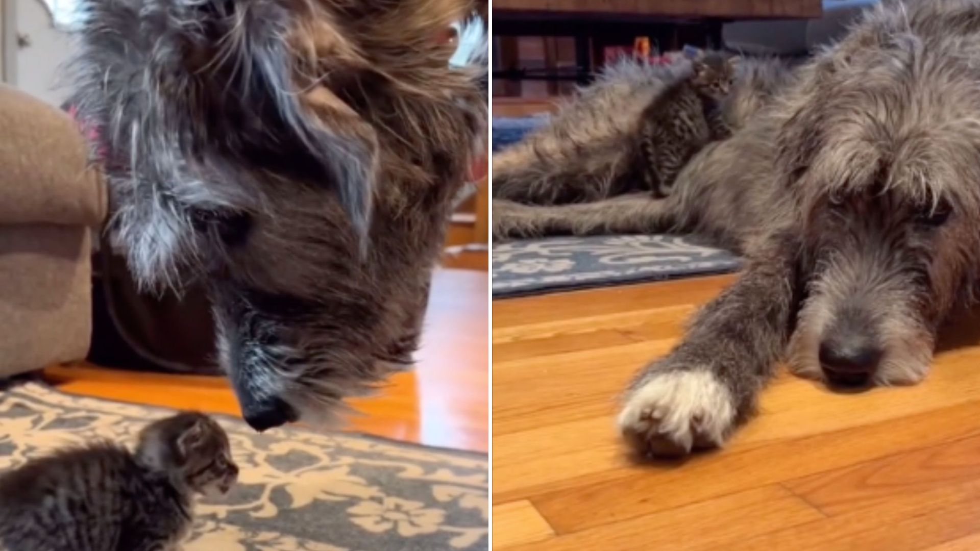 dog meeting a tiny kitten