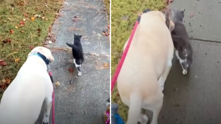 Georgia Family Dog Gains His Own Door After A Persistent Stalker Shows Up
