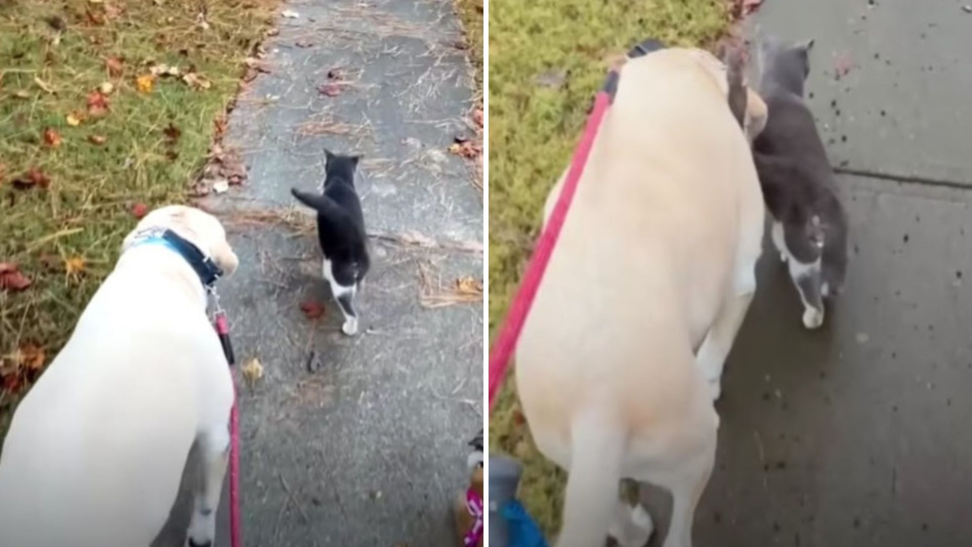 Georgia Family Dog Gains His Own Door After A Persistent Stalker Shows Up