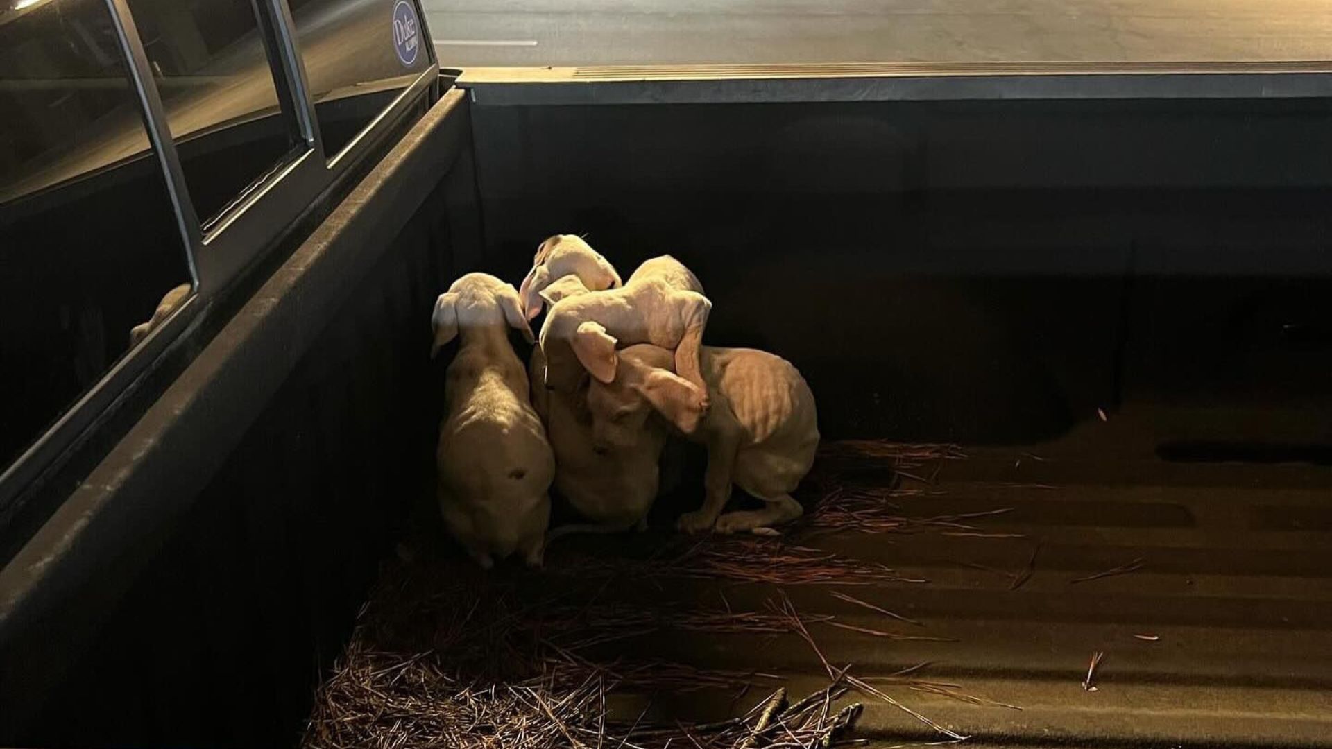 four puppies in truck