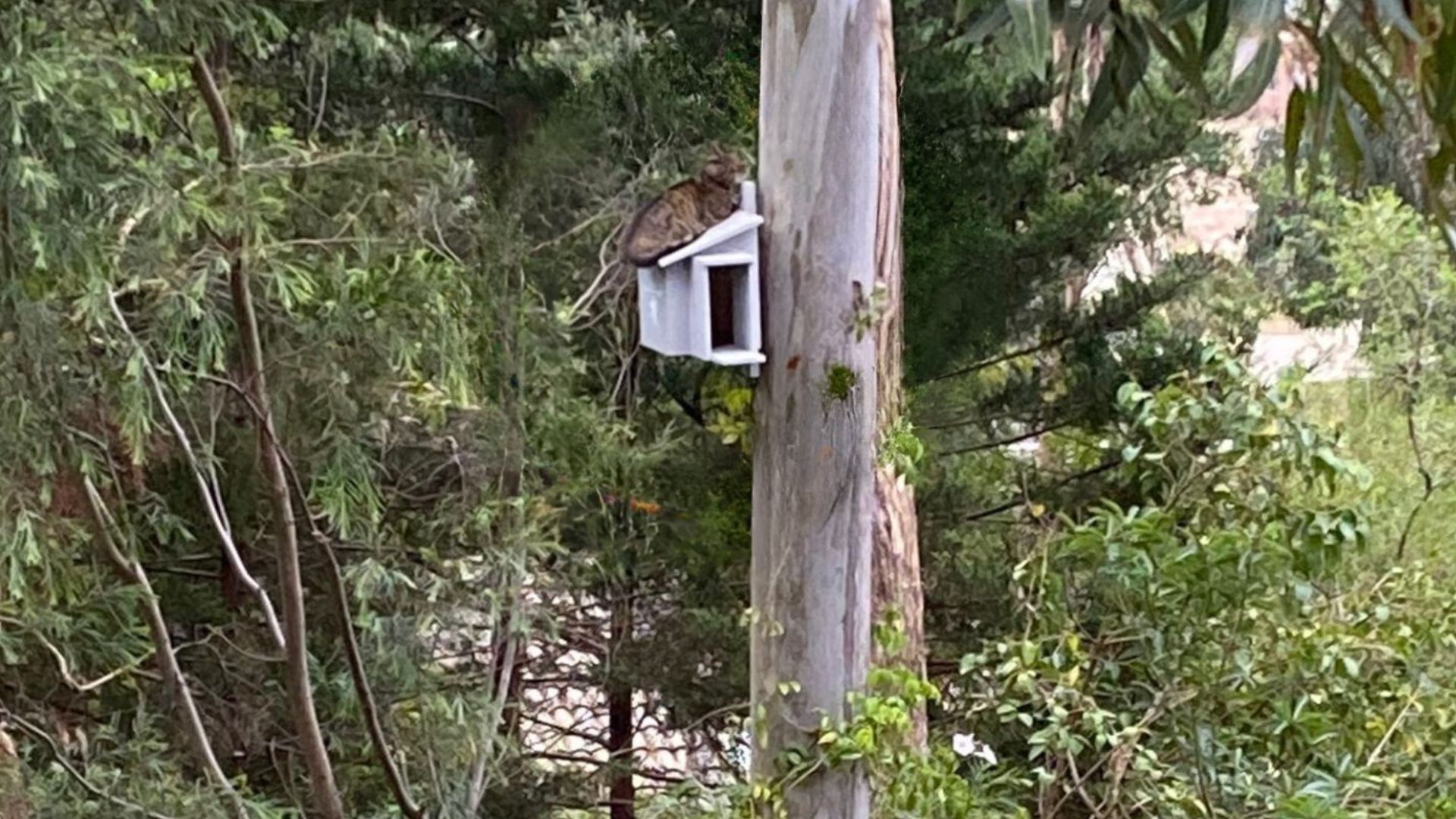 owl nesting box