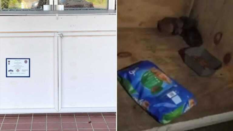 puppies in donation box