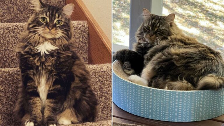 shelter cat