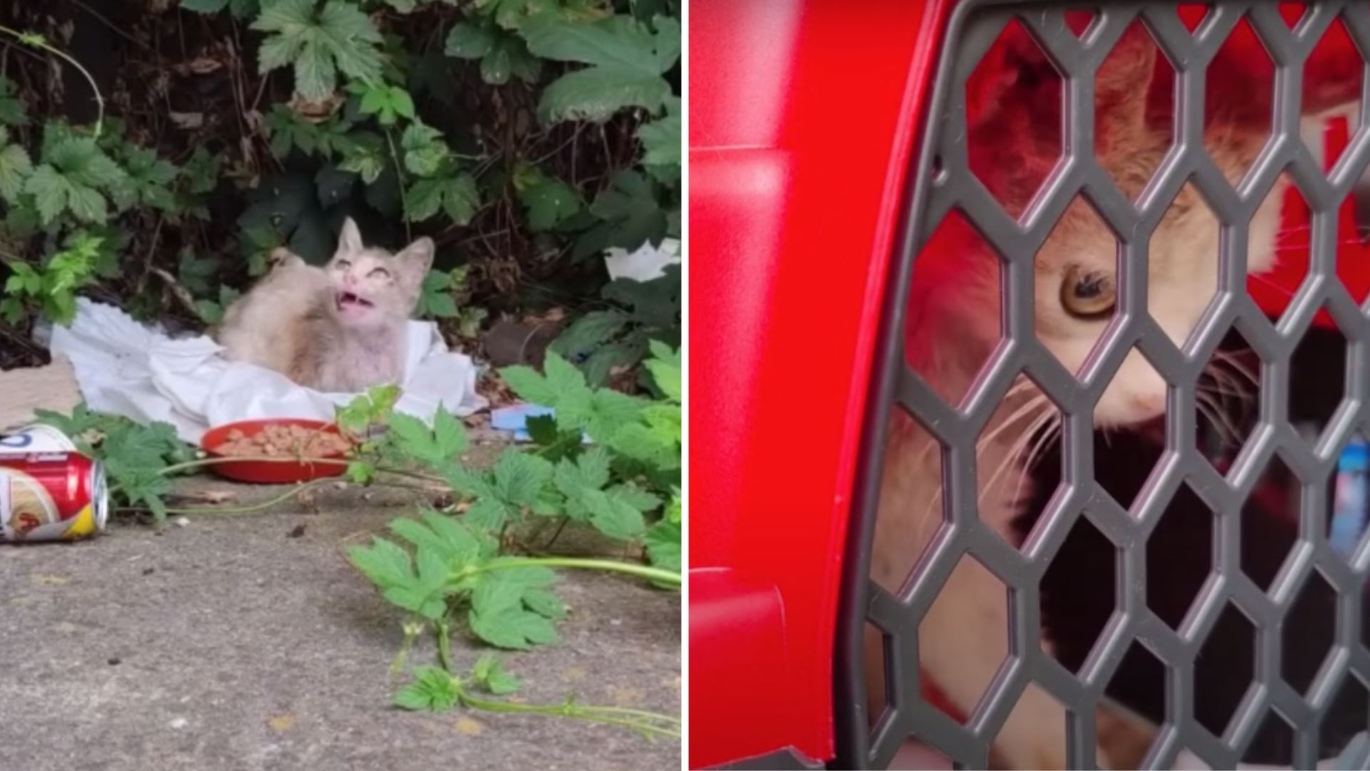 Georgia Woman Heartbroken After Finding Starving Cat With Lifeless Eyes Scavenging For Food