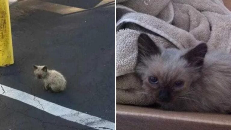 Georgia Woman Rescues A Lost Kitten And His Story Will Tug At Your Heart