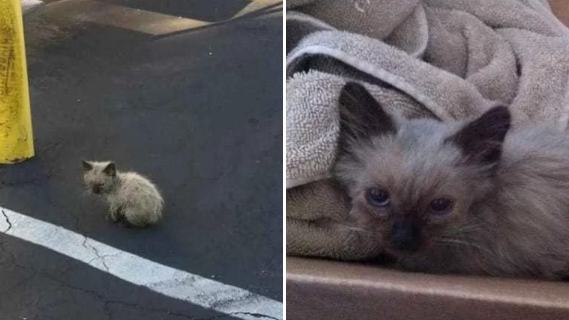 Georgia Woman Rescues A Lost Kitten And His Story Will Tug At Your Heart