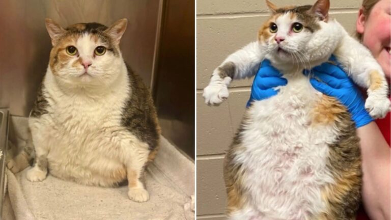 giant cat