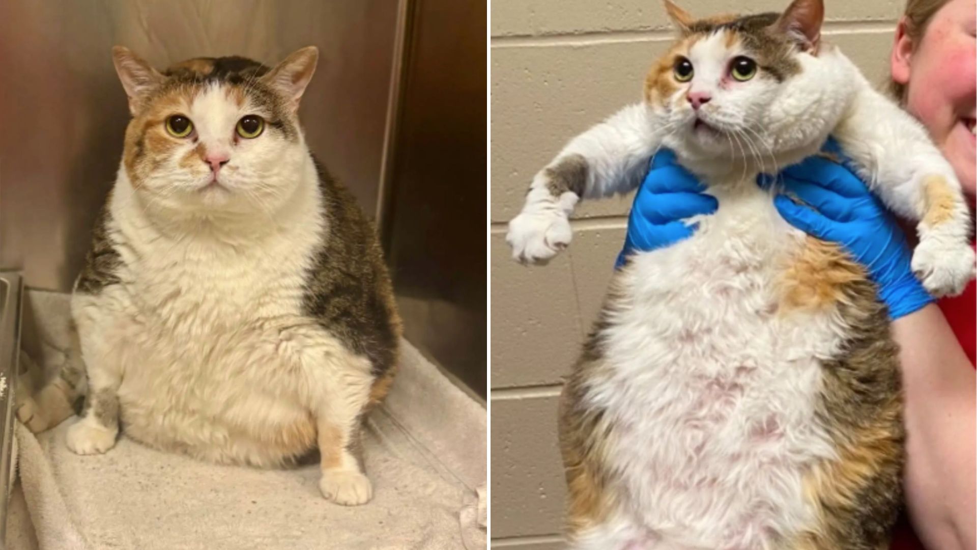 giant cat