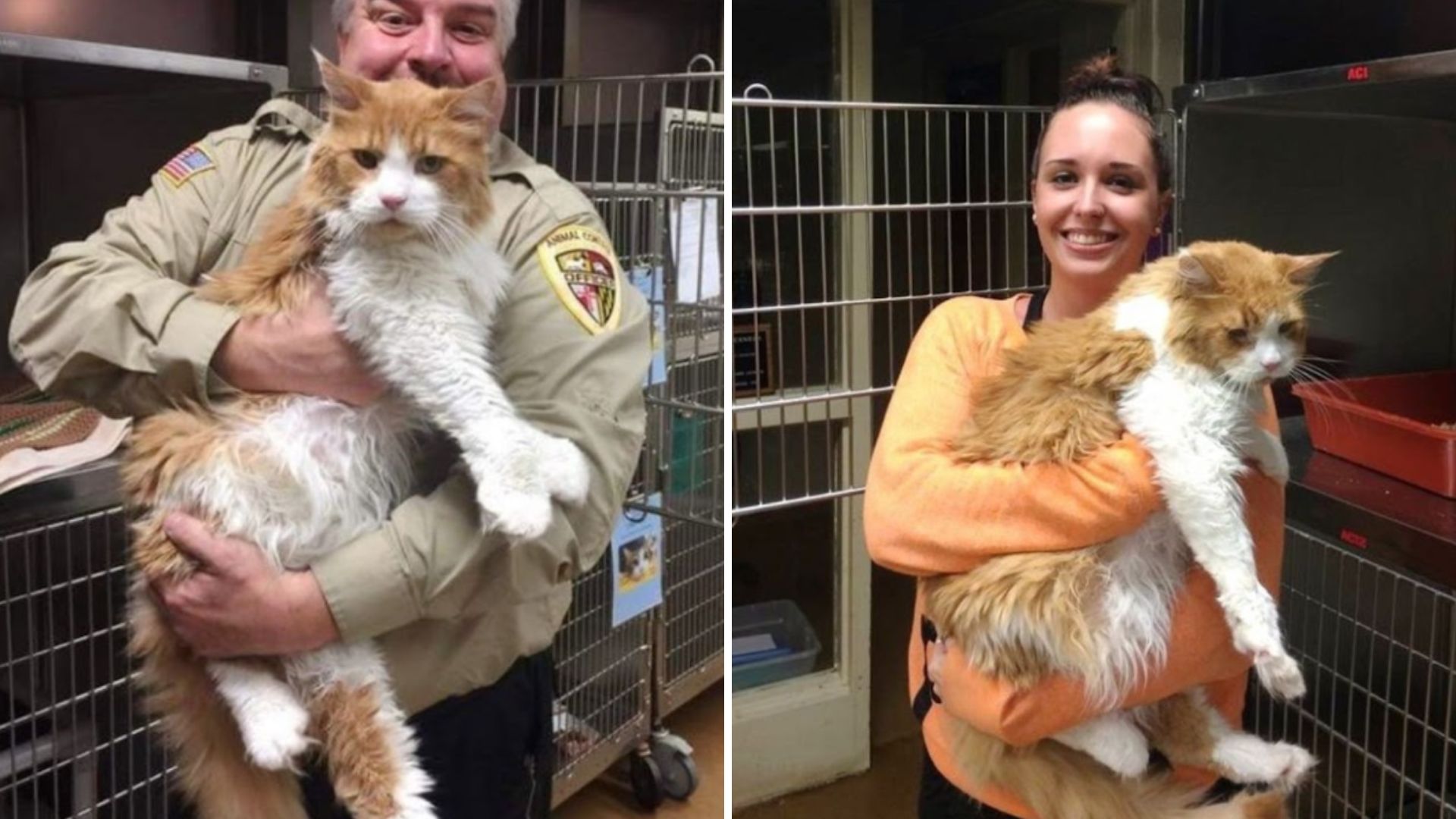 giant cat