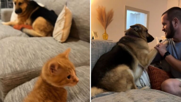 Giant Pup Completely Freaks Out When A Tiny Kitten Arrives At His Home In North Carolina