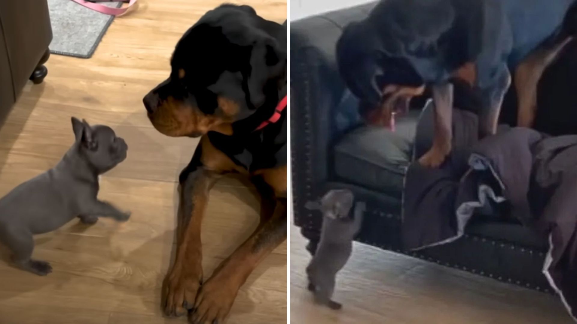 giant rottweiler