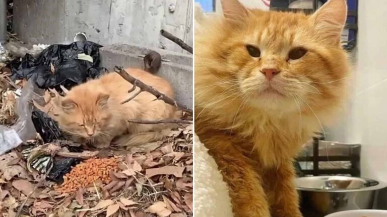 ginger senior cat