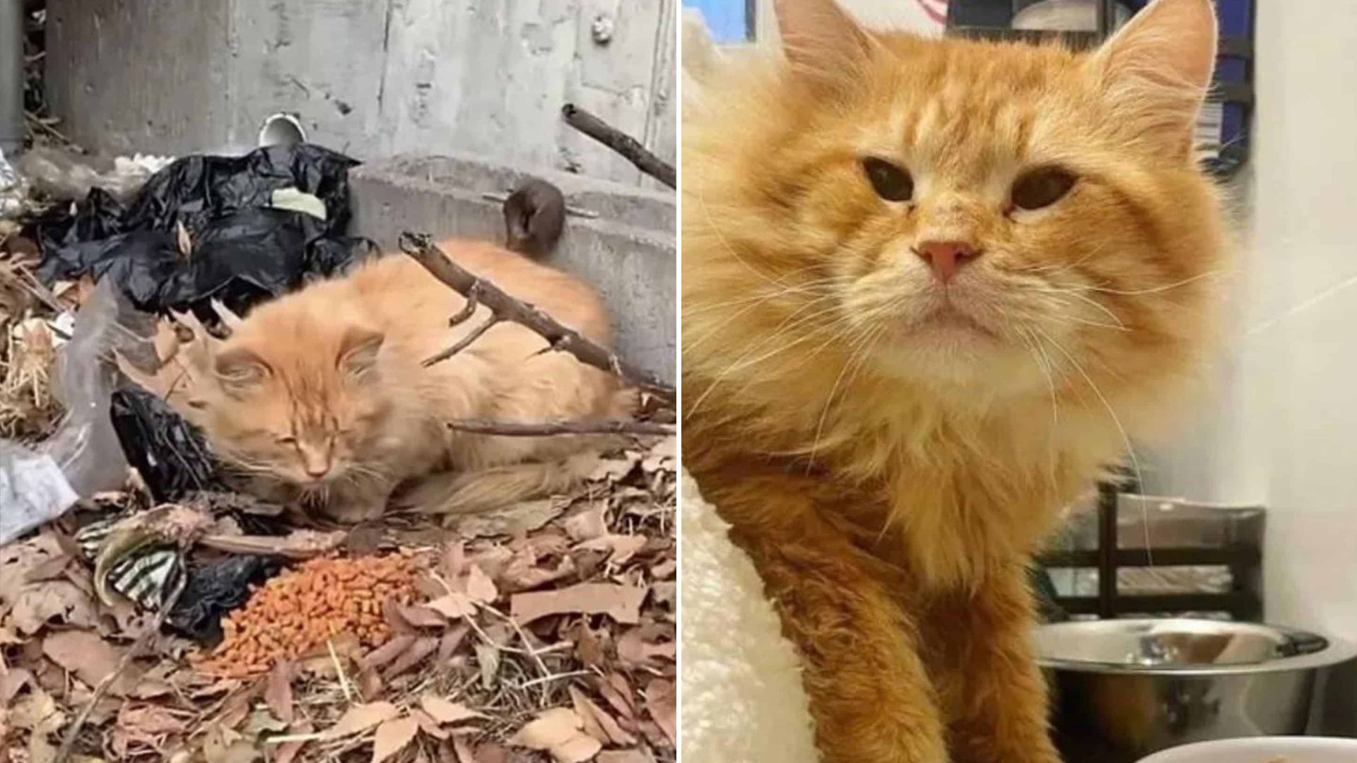 ginger senior cat