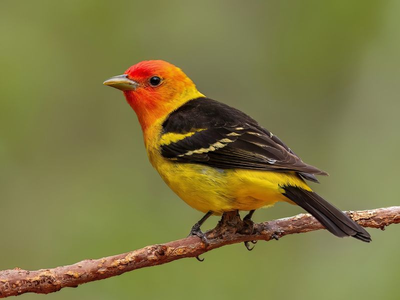 Western Tanager