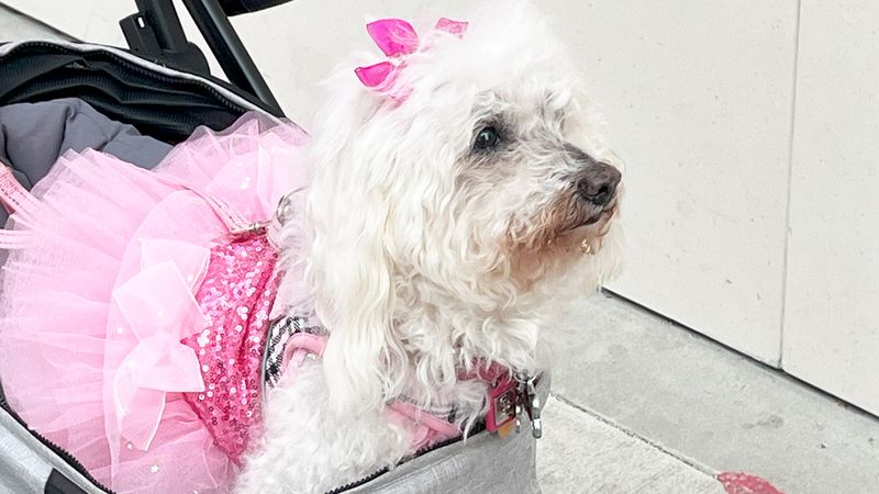 Maltese