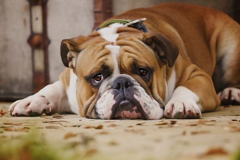 Bulldogs