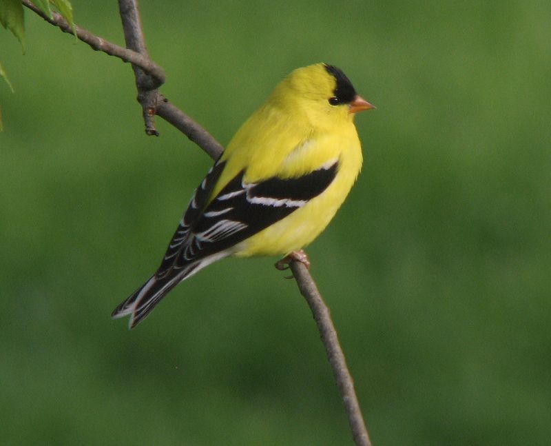 American Goldfinch