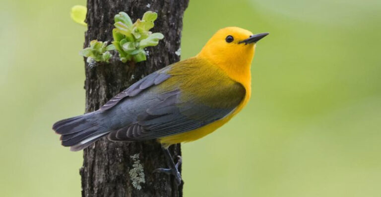 Gorgeous Yellow Birds You Can Spot In North Carolina