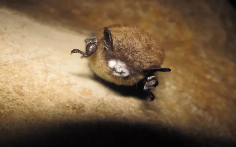 Bats
