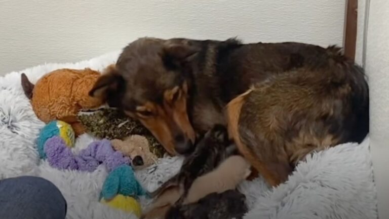 Grieving Mama Dog Who Lost Her Puppies In Arizona Finds Hope Raising Abandoned Kittens