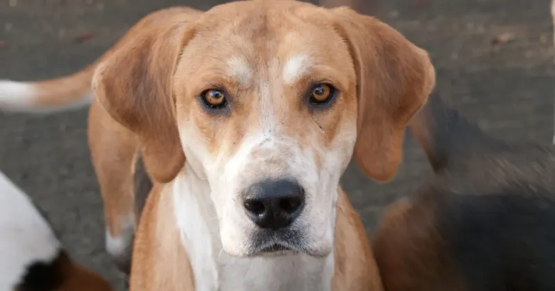 English Foxhounds