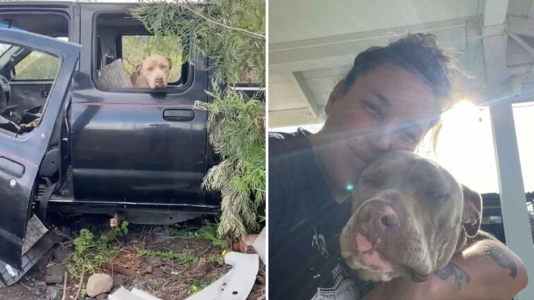 dog in an abandoned truck