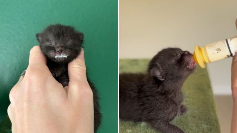kitten clings to rescuer