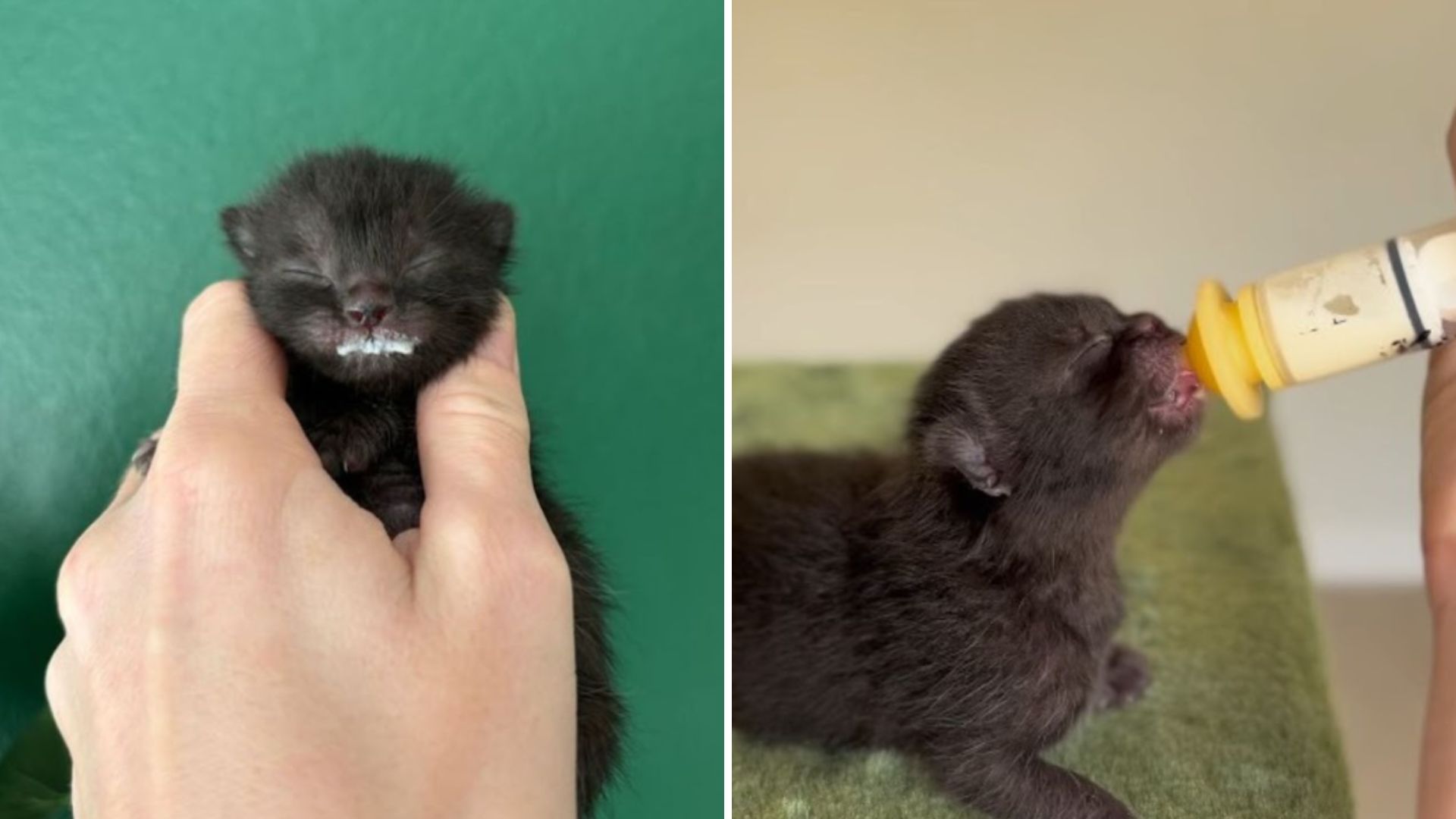 kitten clings to rescuer
