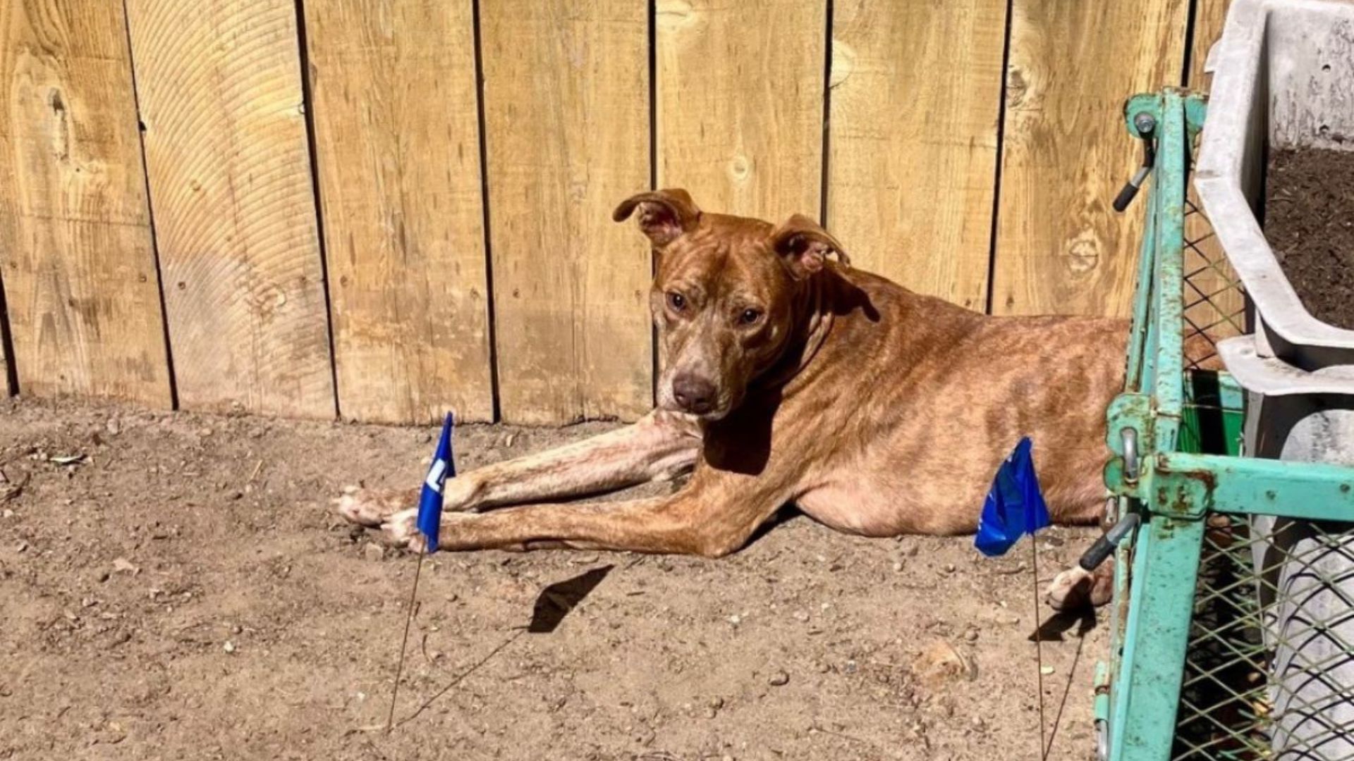 dog lying by the fence