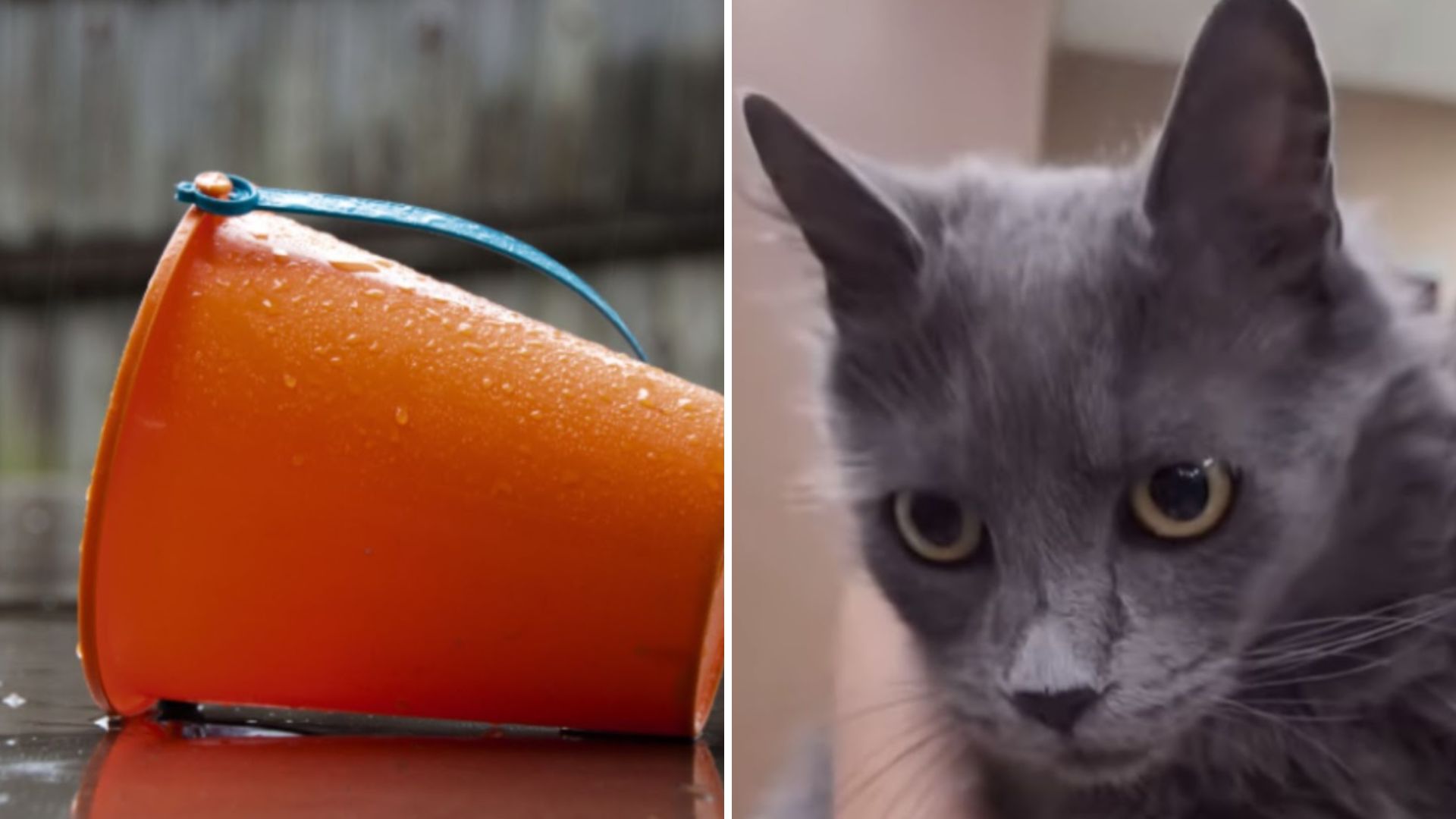 heartbroken mama cat