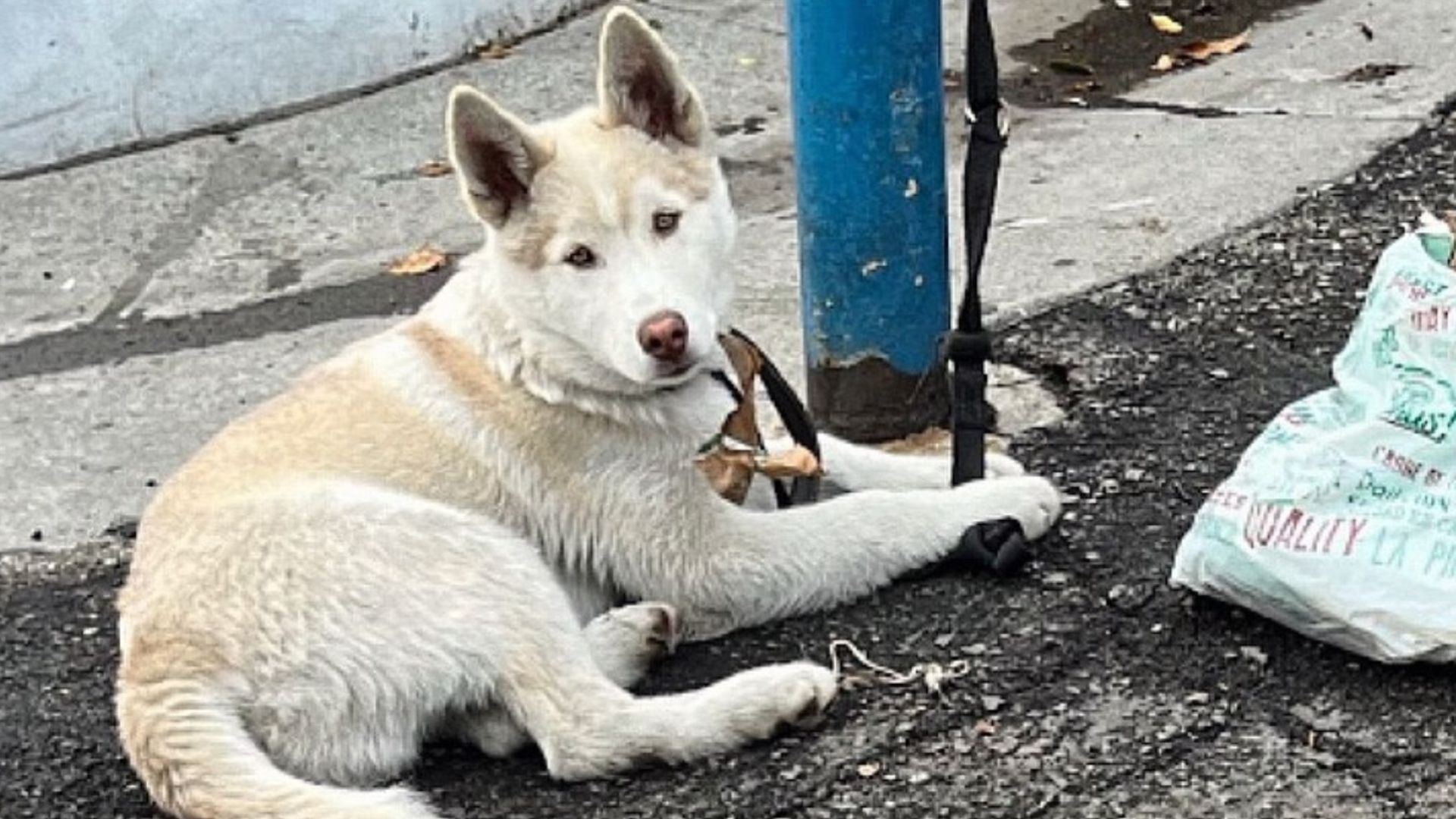 husky found tied to a pole