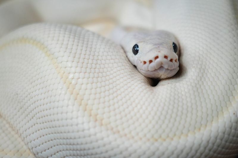 Ball Pythons