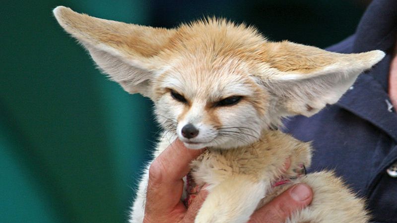 Fennec Foxes