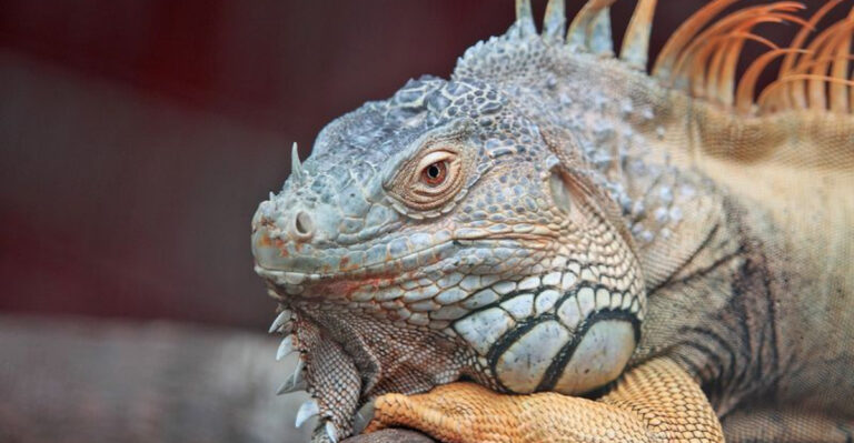 Here Are Some Surprising Exotic Pets Common In Las Vegas Homes